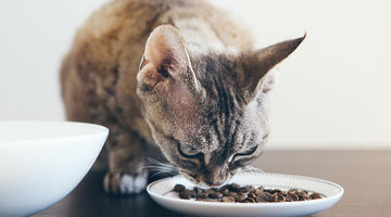 Cats, CKD and Protein Part 1: Building a Good Dietary Strategy