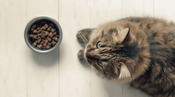 Cats, CKD and Protein Part 2: Shifting a Cat to a Reduced Protein Diet