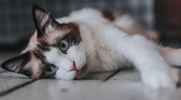 Getting through Pet Loss - How You and Kitty can Heal