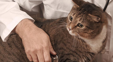 Dealing With Proteinuria in Cat Urine