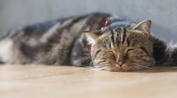 Your Questions Answered… How To Cope With Your Cats CKD Diagnosis