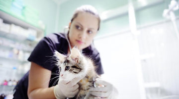 3 Steps For Giving a Cat The best Quality Of Life with CKD Diagnosis