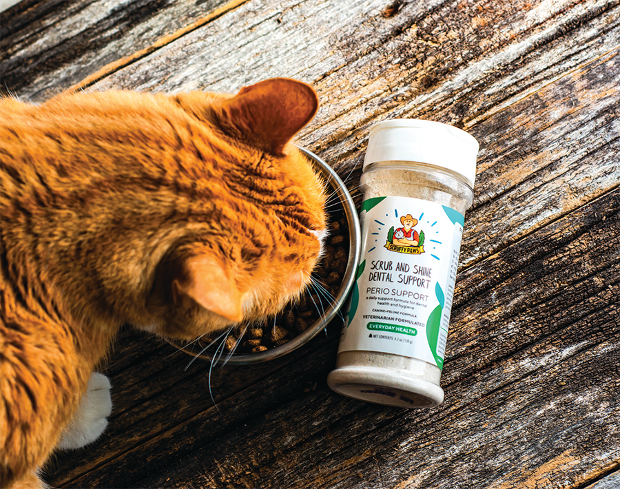 supplements for cats, cat eating from the bowl
